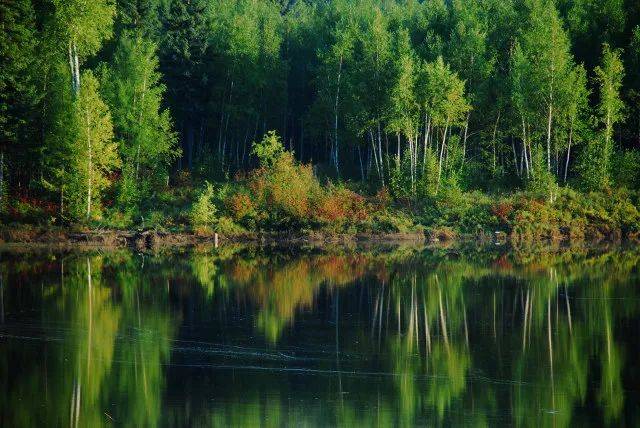 森林生態(tài)系統(tǒng)——森林生態(tài)系統(tǒng)的主要類型、特點和生產力（二）