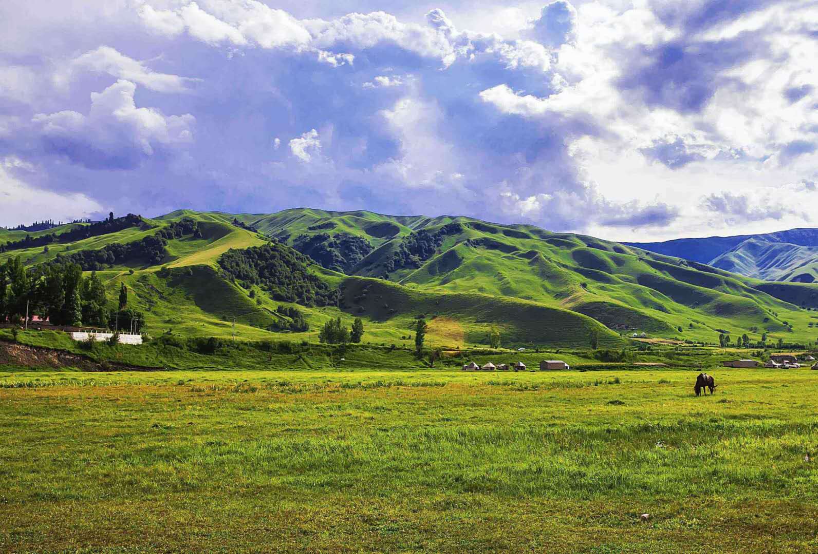 草原生態(tài)系統(tǒng)——草原生態(tài)系統(tǒng)的分布、特點