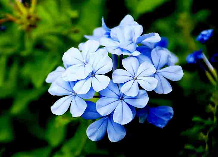 藍雪??.jpg 藍雪??.jpg