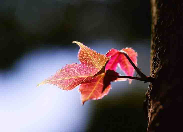 楓香??.jpg 楓香??.jpg