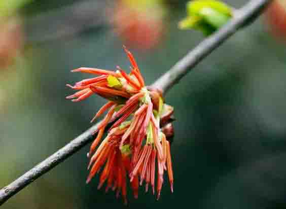 領(lǐng)春木花1.jpg 領(lǐng)春木花1.jpg