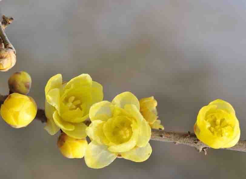 蠟梅1.jpg 蠟梅1.jpg