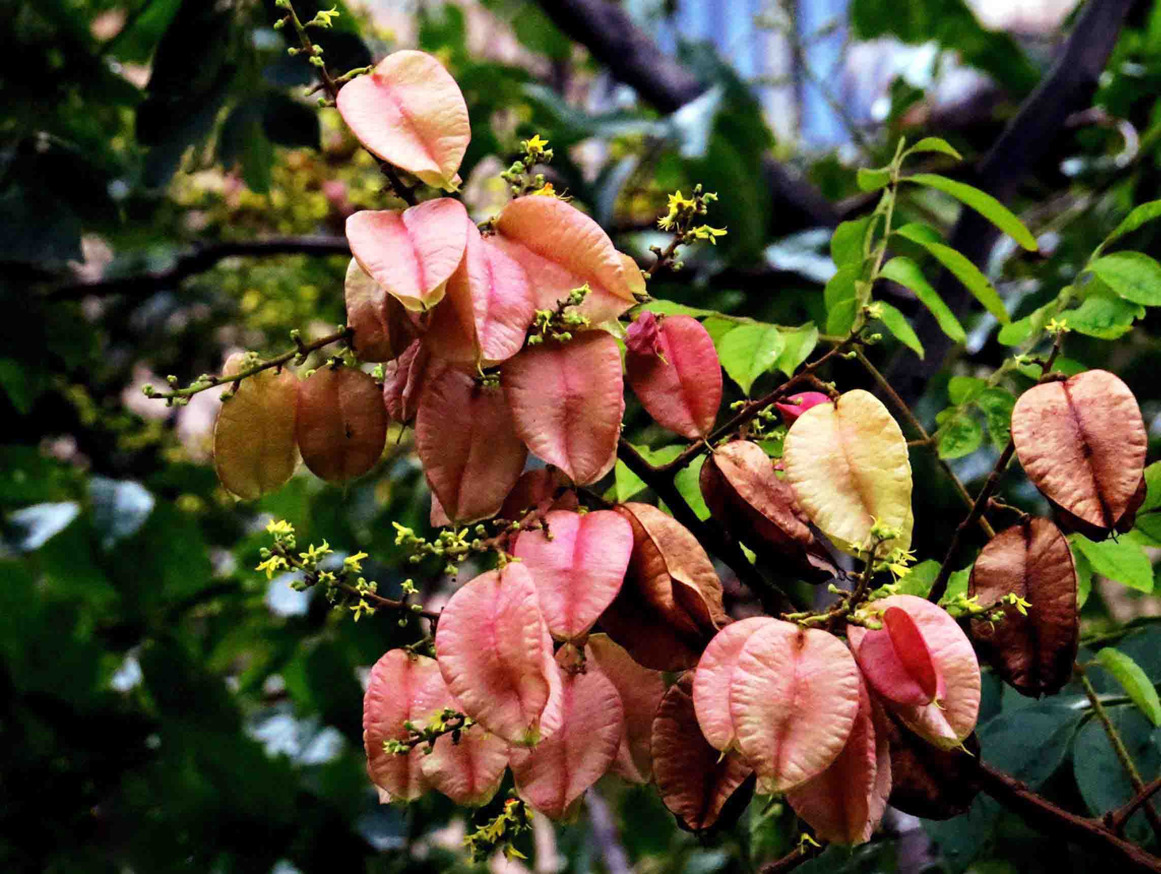 欒樹1.jpg 欒樹1.jpg