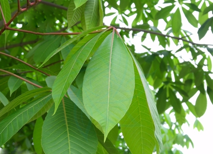 七葉??.jpg 七葉??.jpg