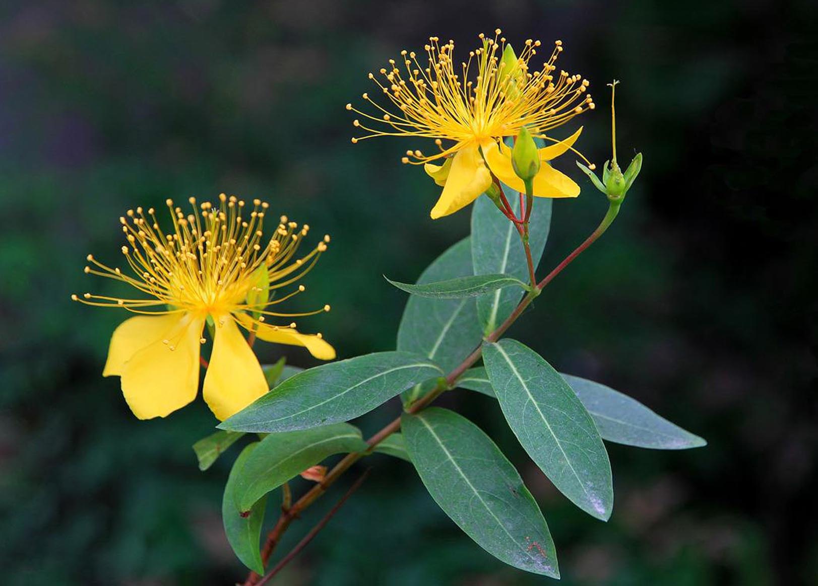 金絲??.jpg 金絲??.jpg