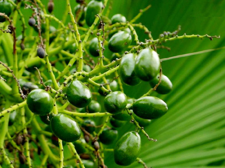 蒲葵11.jpg 蒲葵11.jpg