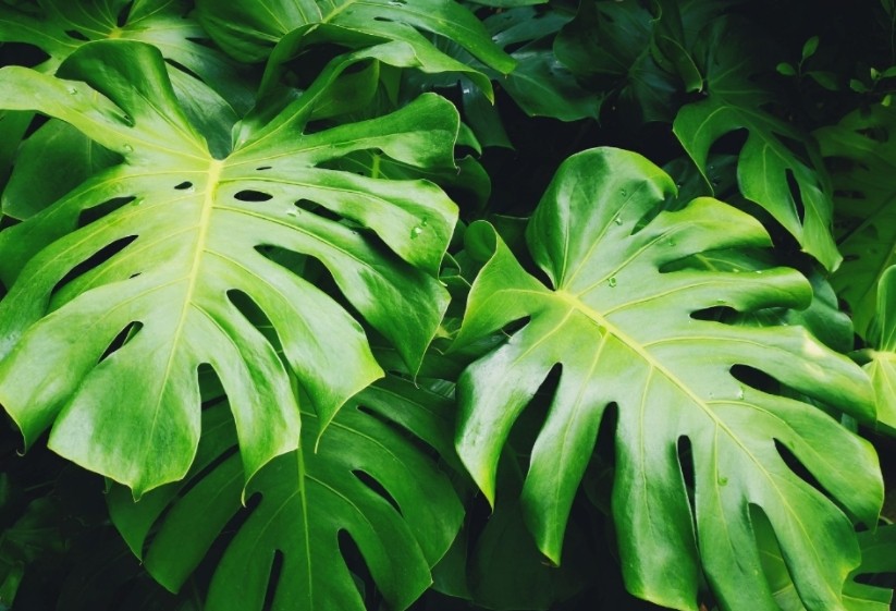 龜背??2.jpg 龜背??2.jpg