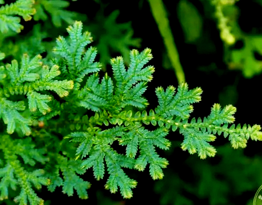 翠云??1.jpg 翠云??1.jpg