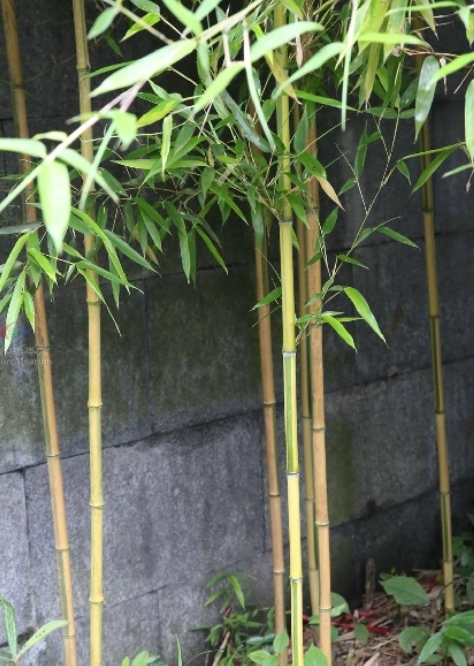 金鑲玉竹11.jpg 金鑲玉竹11.jpg