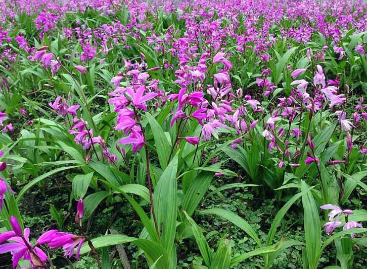 白及11.jpg 白及11.jpg