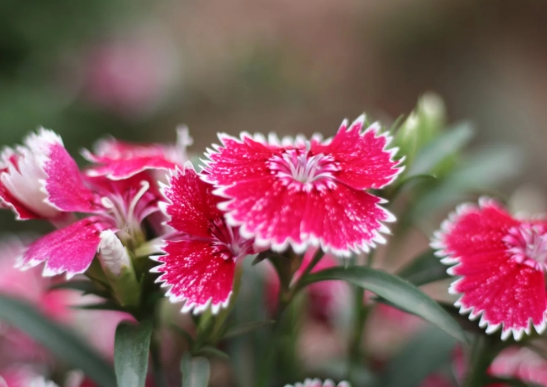 石竹11.jpg 石竹11.jpg