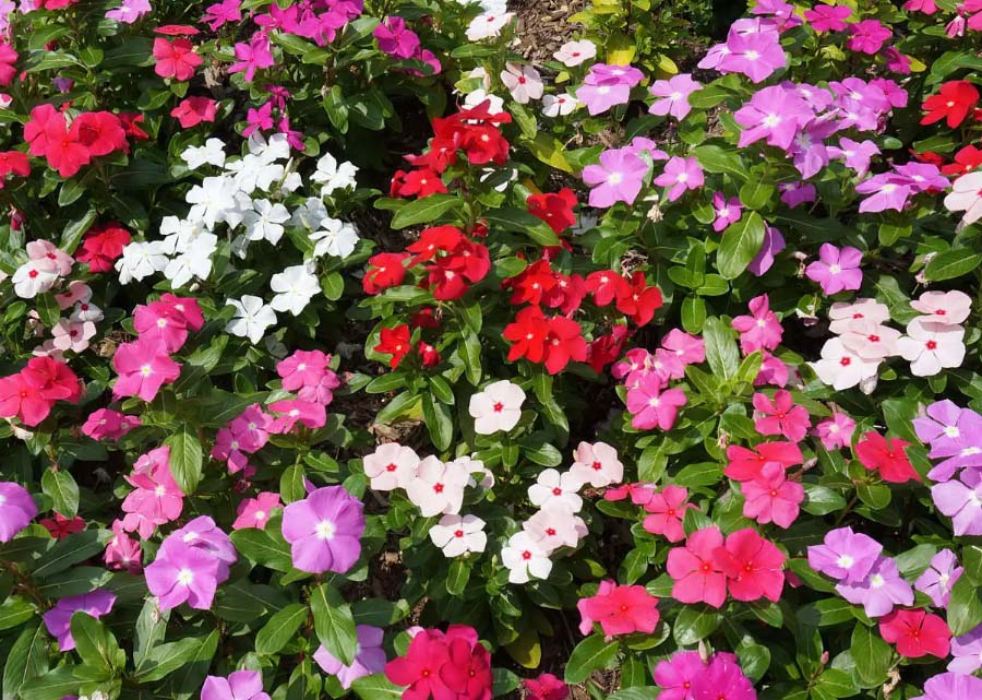 長春??2.jpg 長春??2.jpg