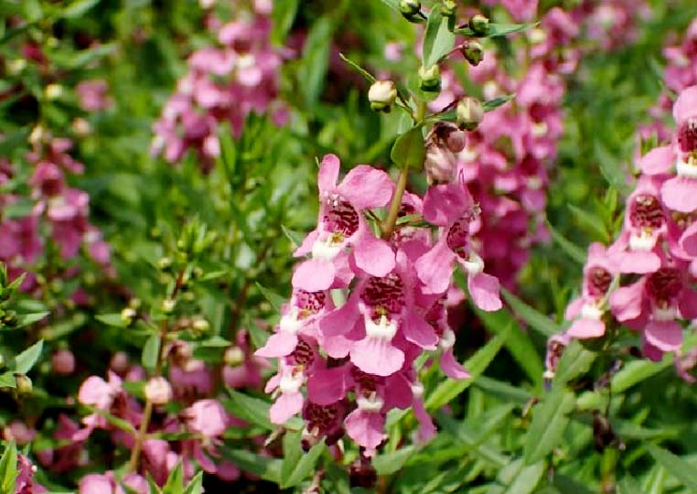 香彩雀11.jpg 香彩雀11.jpg