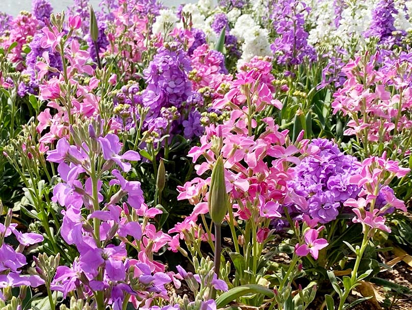 紫羅??1.jpg 紫羅??1.jpg