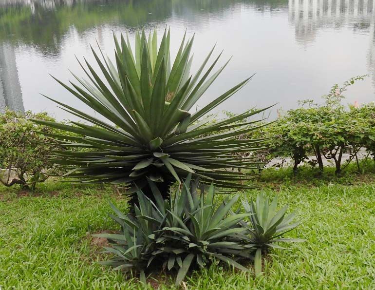 劍麻11.jpg 劍麻11.jpg