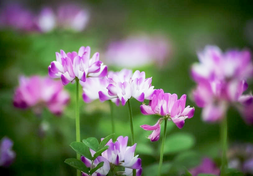 紫云??1.jpg 紫云??1.jpg