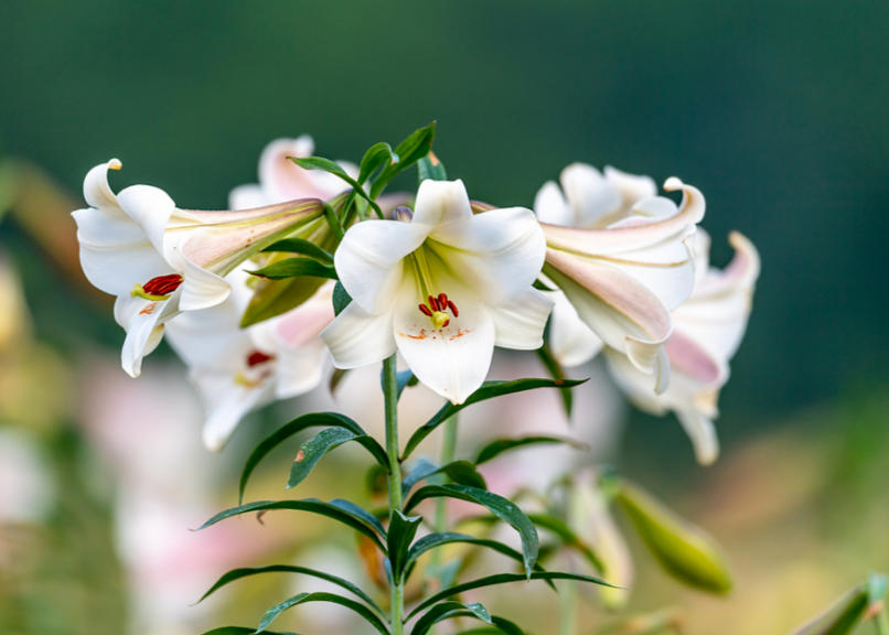 百合11.jpg 百合11.jpg