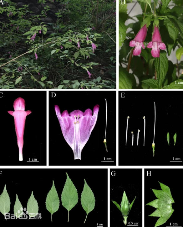 谷城鈴子??1.jpg 谷城鈴子??1.jpg